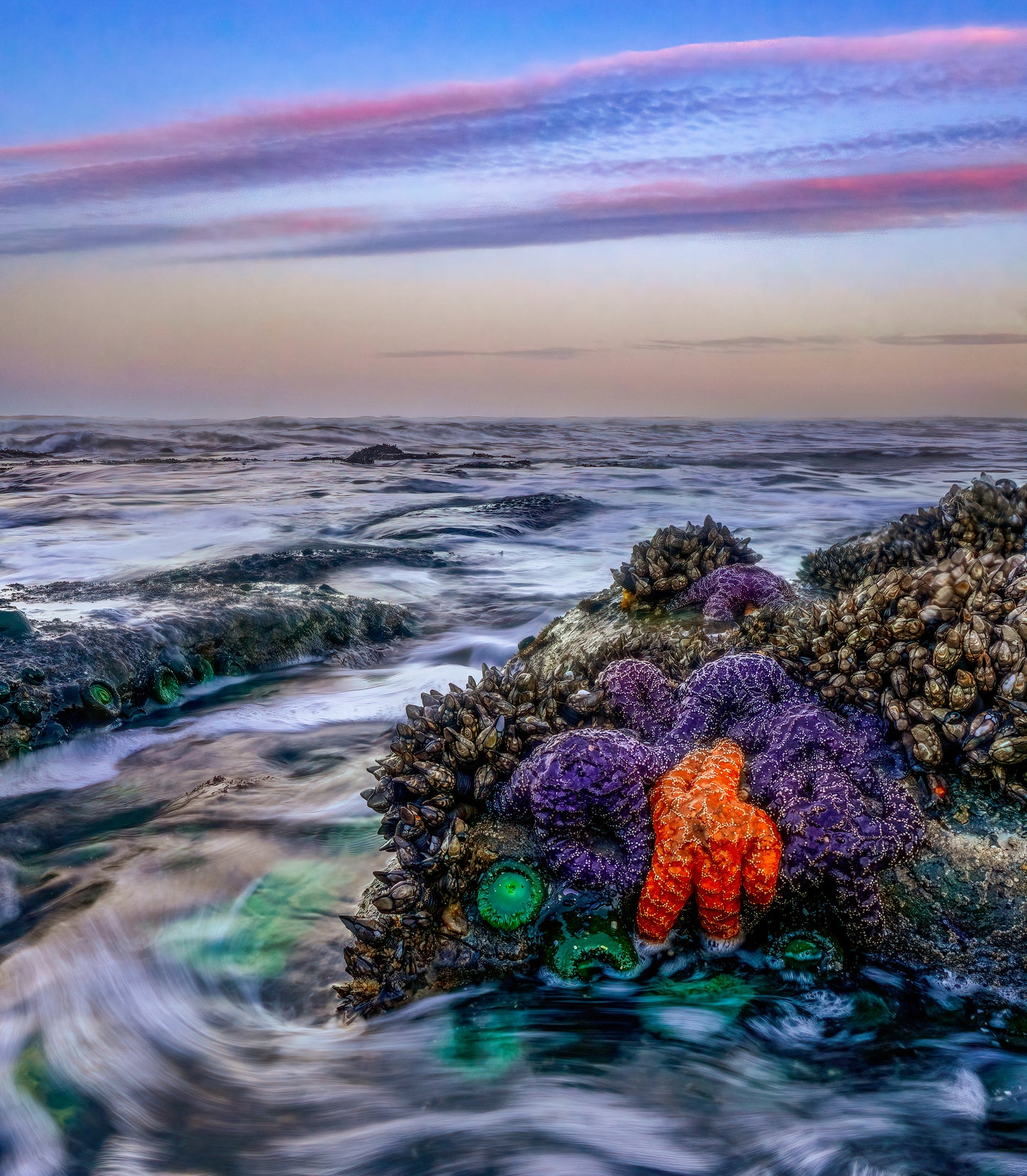 Starfish sunrise