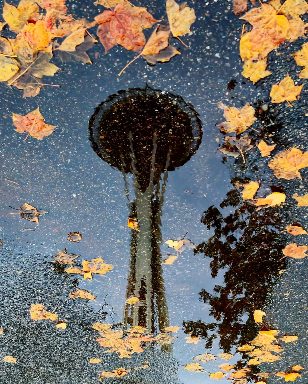 Space Needle Reflection