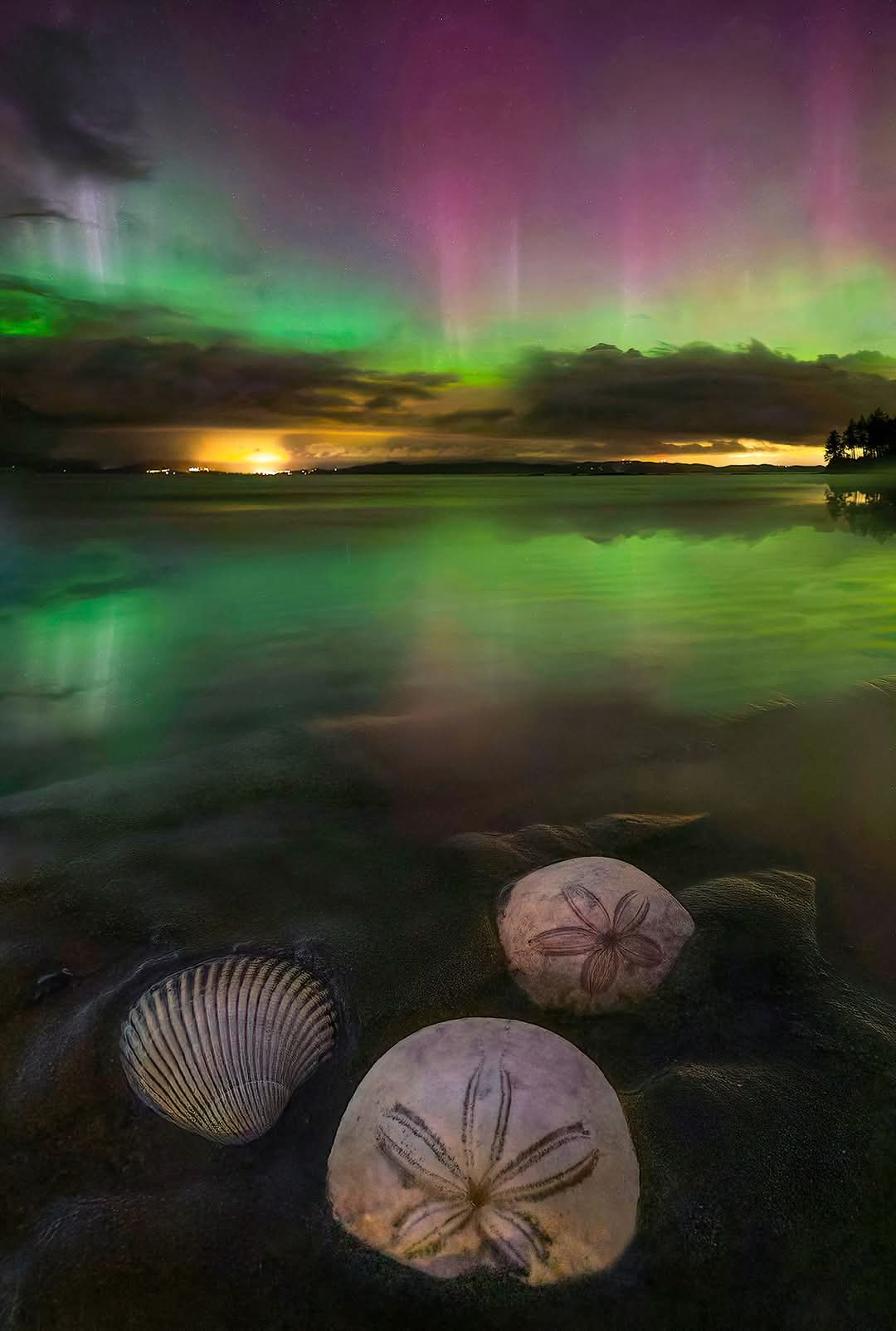 Aurora sand dollars