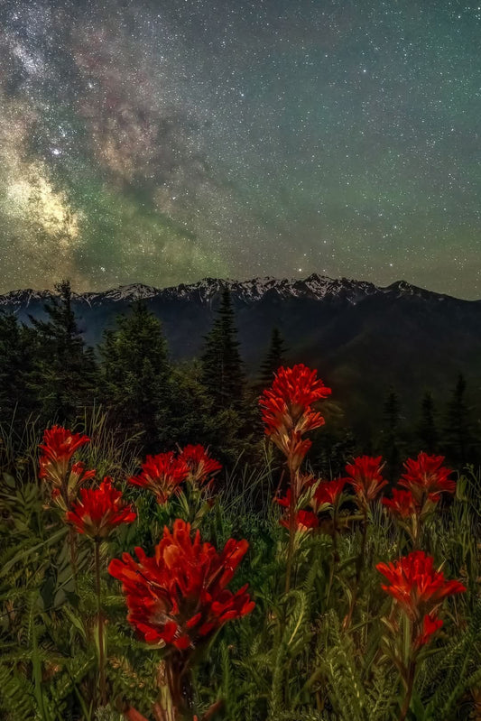 Wild flowers hurricane ridge