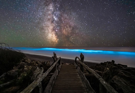 Bioluminescence kalaloch beach 4