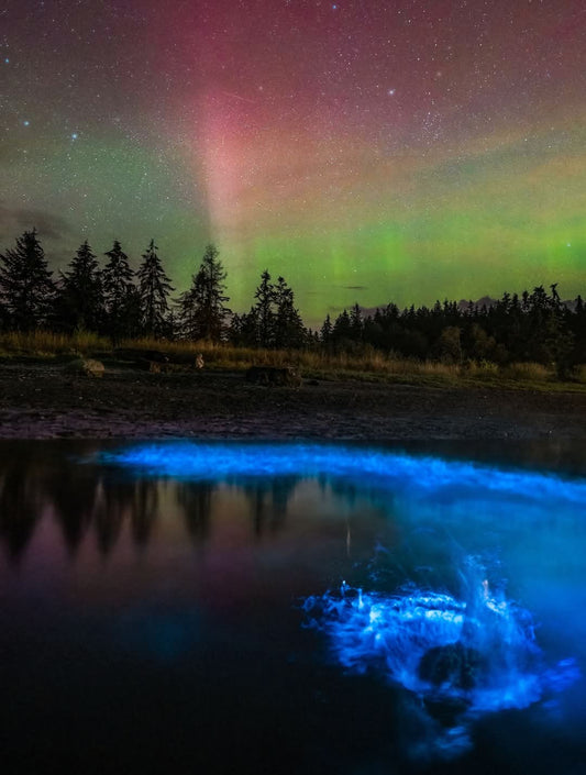 Bioluminescence aurora