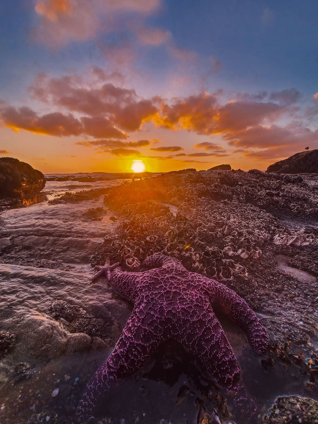 Starfish sunset