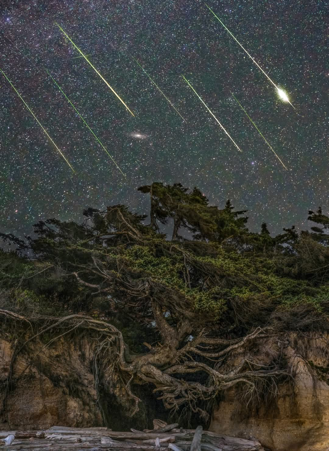 Tree of life meteor shower